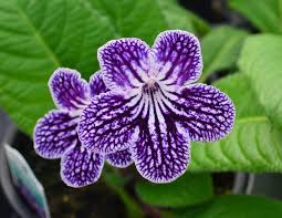 Image result for Streptocarpus