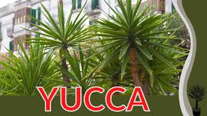 Image result for Yucca gigantea