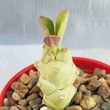 Image result for Monadenium lugardiae