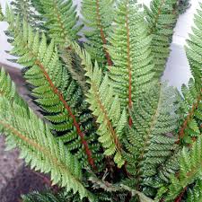 Image result for Polystichum sinense
