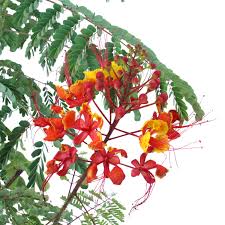 Image result for Caesalpinia rostrata