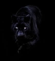 Maybe you would like to learn more about one of these? 43 Uzivatel Dawid Wagner Na Twitteru Stuning Black Beauty For Nice Sunday Draikmage Shiranuitheg In 2021 Black Panther Cat Panther Cat Black Panther Animal