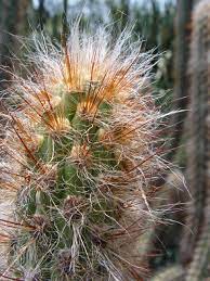 Cactus needle item id# 952 (cactus_needle). A Subtle Pain How To Extract A Spine Tip