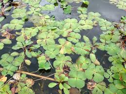 Image result for Marsilea villifolia