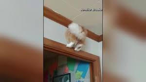 Everyday's the same boring routine, to the library and back home where he lives alone. Cat Stuck In Wall