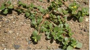 Résultat de recherche d'images pour "beldroega"