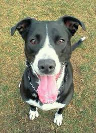 Black And White Border Collie Boxer Mix Border Collie And Lab Mix Dog Mom Border Collie Lab Mix Border Collie Mix
