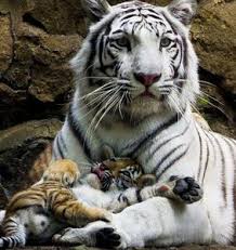 White bengalian tiger in moscow zoo expresses huge interest. Beautiful White Tiger Baby Paint By Diamonds