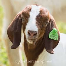 Pin On Goats And Sheep