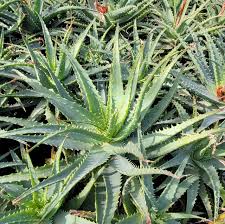 Image result for Aloe plowesii