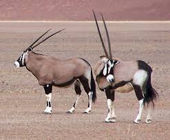 Gemsbok At Sossusvlei Africa Animals Unusual Animals Animals