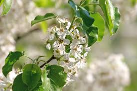 Finally, callery pear trees do have a distinctive smell, which is not always described pleasantly. The Stinky Scourge Of Suburbia Bradford Pear Trees Forest Preserve District Of Will County