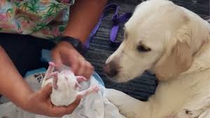 Litter whelped _____ puppy from litter: Service Dog Gives Birth To Eight Pups In Florida Airport Bbc News