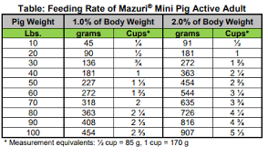 what do you feed mini pigs avalonit net