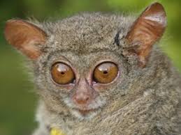 Tarsier species and conservation status. Tarsier Wnprc Uw Madison