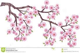 Oriental Cherry Cherry Blossom Drawing Tree Drawing Cherry Blossom Branch