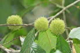 Image result for Rinorea