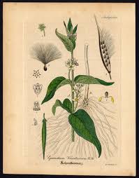 Image result for Vincetoxicum