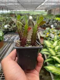 Image result for Euphorbia rubriflora