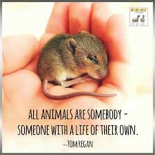 Animals Lives Matter Little Pets Vegan Animals Animal Lover