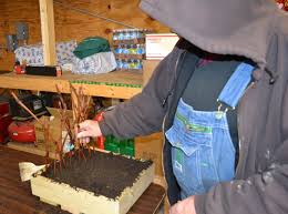 Image result for grapevine cuttings