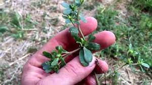 Tiny, pink in color, 5 petals, deep green & red edged glossy foliage common name: Medicinal And Edible Plant Purslane Youtube
