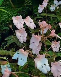 Image result for Habenaria arianae