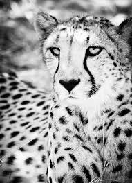 Black And White Cheetah Photography Cheetah Xiv Fine Art Photograph Beth Wold Fine Art Photography Wild Animals Photography Pet Portraits Photography Art Photography