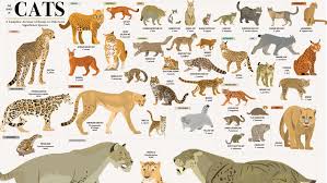 Cat Breeds This Wall Chart Shows Every Species In The Cat