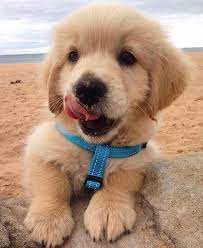 Awesome Golden Retriever Puppy Detail Is Available On Our Internet Site Read More And You Wont Be Sorr Cute Puppies Small Cute Puppies Cute Dogs And Puppies