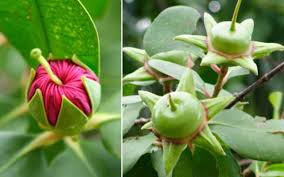 Image result for Sonneratiaceae