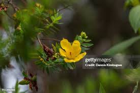 Image result for Hypericum revolutum