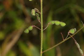 Image result for Desmodium subsecundum