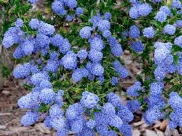 Many perennials show high tolerance for drought. Fire Resistant Landscaping Ready For Wildfire