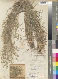 Image result for Coelachyrum