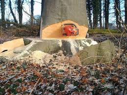 Baume Fallen Sicher Und Richtig Teil 3 Falltechnik Fur Zuruckhangende Baume Youtube Baum Fallen Baum Holzernte