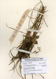 Image result for Cyperus tenuiculmis