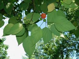 Image result for Broussonetia papyrifera