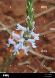 Image result for Striga bilabiata