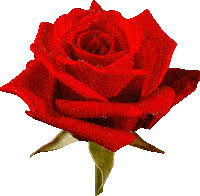 La parola italiana libro deriva dal latino liber.il vocabolo originariamente significava anche corteccia, ma visto che era un materiale usato per scrivere testi (in libro scribuntur litterae, plauto), in seguito per estensione la parola ha assunto il significato di opera letteraria. Roses Gifs Tenor