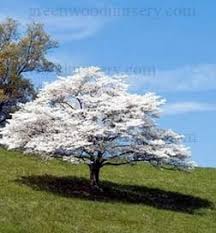 Check spelling or type a new query. Dogwood White Flowering Cornus Florida Single White Blooms Red Berries Zone 5