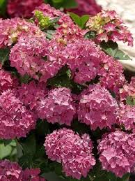 Like all hardy hibiscus, 'blue river ii' performs best when soil stays consistently moist and full sun bathes the plant. How To Grow Hydrangeas In Southern California Orange County Register