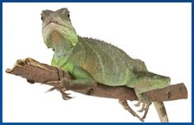 Locate store hours, directions, address and phone number for the tractor supply company store in tampa, fl. Herp Hobby Shop Exotic Pet Store Oldsmar Fl