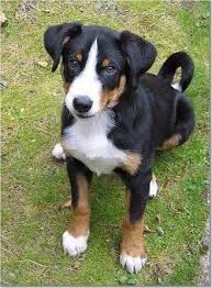Appenzell Mountain Dog Breed Information And Pictures Dog Breeds Medium Dog Breeds Cute Dogs Breeds