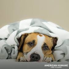 Products for your lawn and garden may be poisonous to pets that ingest them. Pets Poisons American Humane American Humane