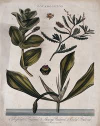 Image result for Potamogetonaceae
