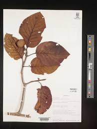 Image result for Burttdavya