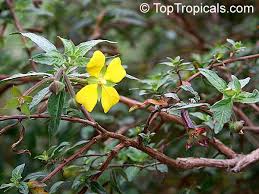 Image result for Ludwigia octovalvis