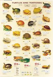 Turtles And Tortoises Forest Wildlife Poster Tortoise