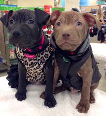 Adopt a pet in milford, new jersey. Rescue Dogs For Adoption Dog Adoption Websites Itsaruffliferescue Trenton Nj